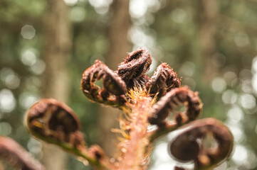 Macro photography