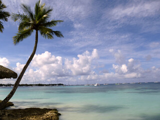 Palm and boats in the beach of Dominican Republic