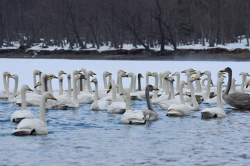flock of Whooper Swans on Lake Kussharo in Hokkaido, Japan オオハクチョウの群れ 真冬の 北海道屈斜路湖