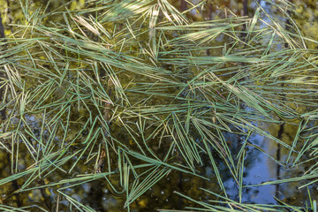 Meltwater in the spring forest.