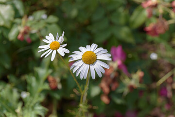 Chamomile flower close up. Blooming spring flowers.