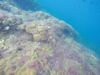 Naklejka na ściany i meble coral reef and sea
