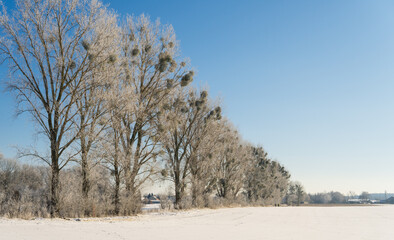 Snow-covered winter Alley in snowy morning