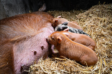 Schweinehaltung auf Stroh, kleine  niedliche Ferkel saugen Milch bei einer Sau.