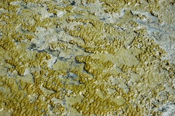 Mucky green mudflat abstract horizontal background texture