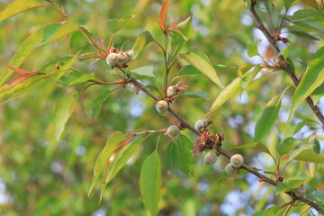 Young peach fruit in the park, North China
