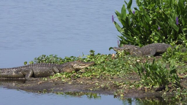 alligators resting in Florida wetland