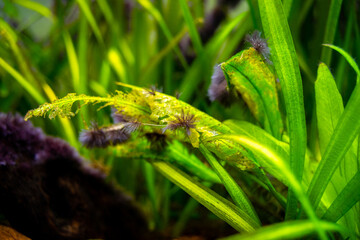 detail of black beard algae or brush algae (Audouinella sp., Rhodochorton sp.) growing on aquarium plant leaves with blurred background