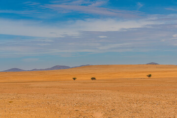 Obraz premium Landscape with 2 trees of Namib-Naukluft National Park is a national park of Namibia