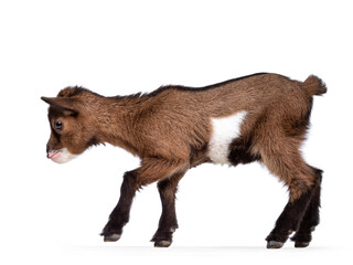 Funny looking very small baby goat, walking side ways. Looking to camera white smiling a showing teeth. Isolated on white background.