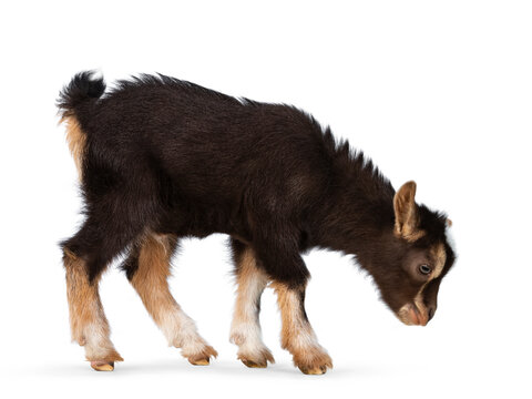 Cute brown baby goat, standing side ways with head down. Isolated on a white background. - Powered by Adobe