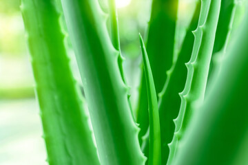 Aloe vera the best natural herbal for heal a wound and beauty treatment