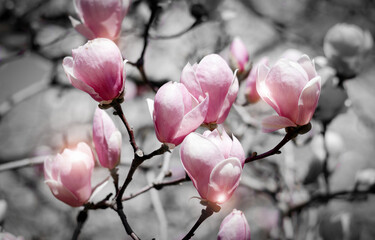 Beautiful magnolia tree blossoms in springtime. Bright magnolia flower against blue sky. Romantic floral backdrop