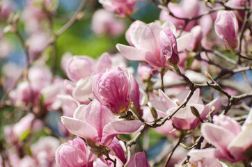 Beautiful magnolia tree blossoms in springtime. Bright magnolia flower against blue sky. Romantic floral backdrop