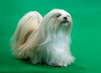 Lhasa Apso at a dog show
