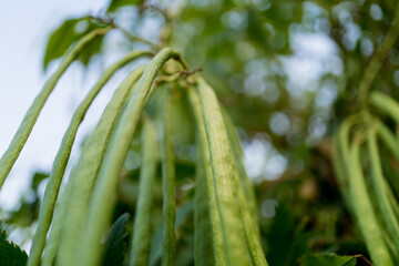 Obraz premium Luxury landscape design of the tropical summer garden