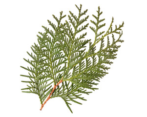White Cedar Branch (Thuja Occidentalis). Medicinal Plant. Top View. Isolated on White.