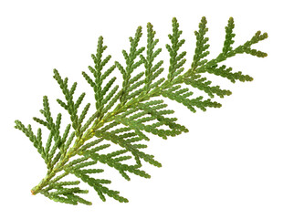 White Cedar Foliage Fragment (Thuja Occidentalis Leaves). Medicinal Plant. Isolated on White.