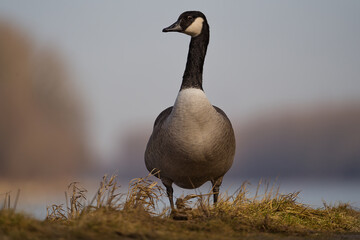 Kanadische Wildgans steht aufrecht im Gras im Focus und blickt nach links