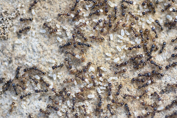 アリの集団（ムネボソアリ）