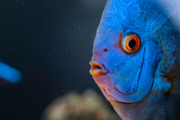 Blue fish from the spieces Symphysodon discus in aquarium. Freshwater aquaria concept