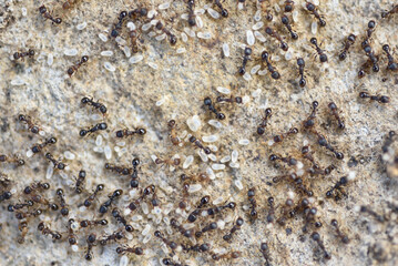 アリの集団（ムネボソアリ）