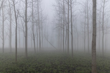 Obraz na płótnie Canvas agricultural fields surrounded by dense fog in rural India in winters