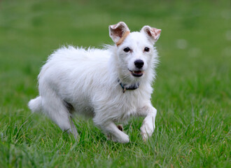 Naklejka na ściany i meble Cute little mixed breed terrier