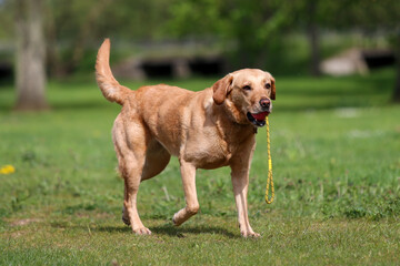 Golden Labrador playing with a ball on a rope toy