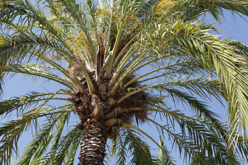 Two green parrots nest in crown of palm tree. Beautiful branches against blue sky. Summer landscape