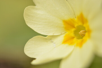 macro of yellow primerose