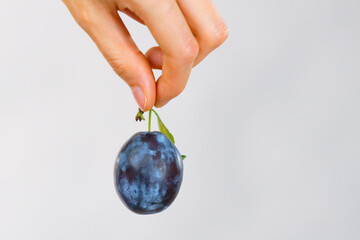 Hand holds plum fruit