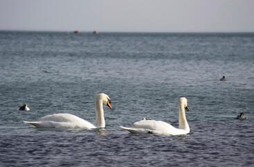Two swans swim beautifully on the sea water.