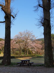 樹木の向こうの側