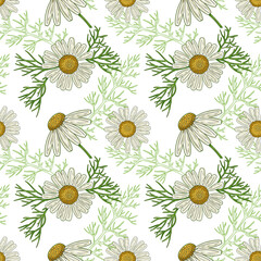 Medical Chamomile Floral seamless pattern