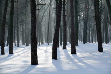 Winter forest with snow drifts