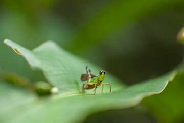 Insect stories in their natural place