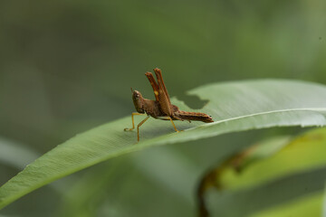 Insect stories in their natural place