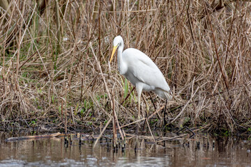 The egret moves slowly and majestically peering ahead of itself in search of food