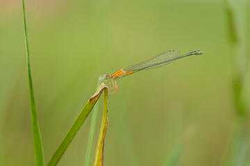 Insect stories in their natural place