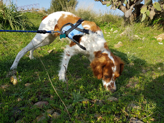 Spaniel breton