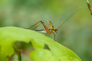 Insect stories in their natural place