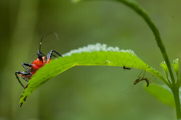 Insect stories in their natural place