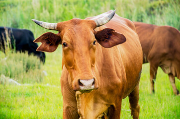 Brown Cow