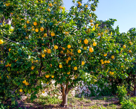 a lot of bright yellow lemons growing on a lemon tree branch near a fence