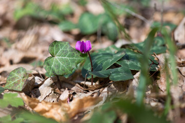 Clouse-up of spring blooms of pink cyclamens  in the forest. Primroses. . Cyclamen hederifolium ( ivy-leaved cyclamen or sowbread )