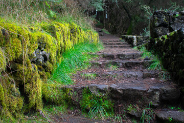 Verde sendero en bosque