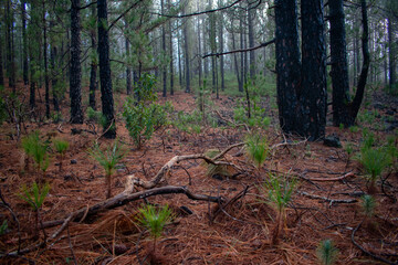 Fototapeta premium Bosque solitario de pinos