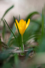 Sprouting crocus in spring garden - elective focus, copy space
