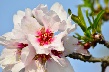 Obraz premium Flor de Cerezo